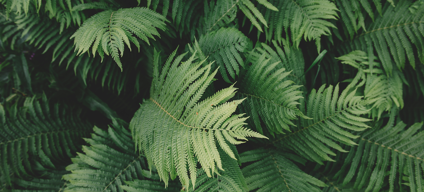 সানশাইন স্পোর্টস